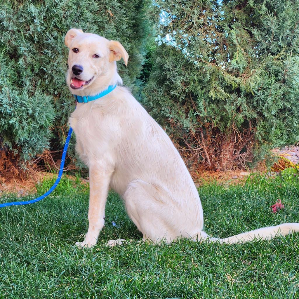 Dash, an adoptable Mixed Breed in Great Falls, MT, 59404 | Photo Image 4