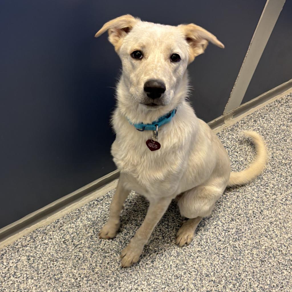 Dash, an adoptable Mixed Breed in Great Falls, MT, 59404 | Photo Image 5