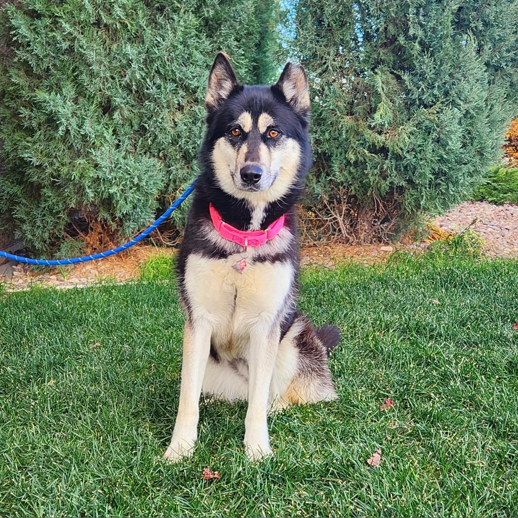 Paige, an adoptable Mixed Breed in Great Falls, MT, 59404 | Photo Image 2