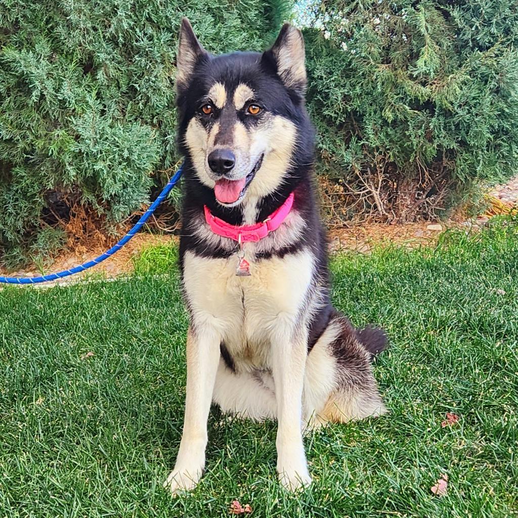 Paige, an adoptable Mixed Breed in Great Falls, MT, 59404 | Photo Image 4