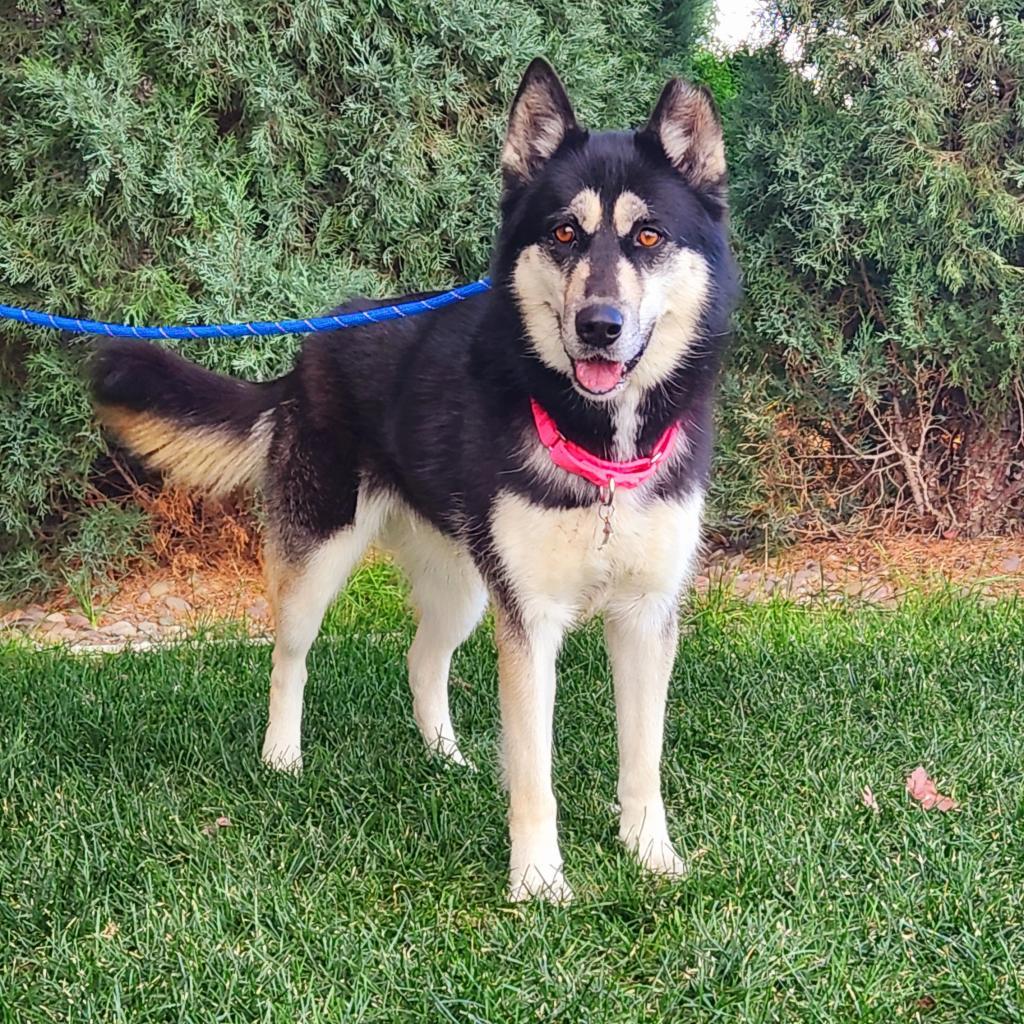 Paige, an adoptable Mixed Breed in Great Falls, MT, 59404 | Photo Image 5