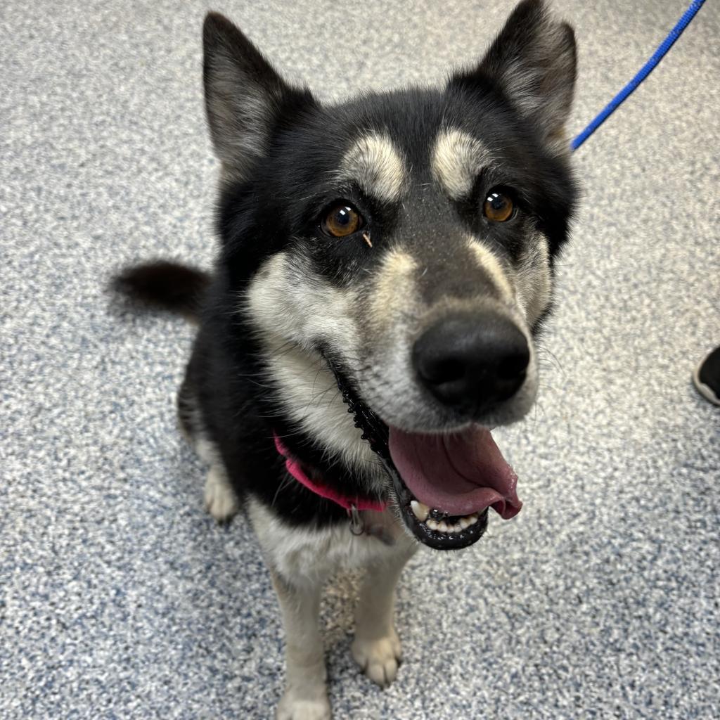 Paige, an adoptable Mixed Breed in Great Falls, MT, 59404 | Photo Image 6