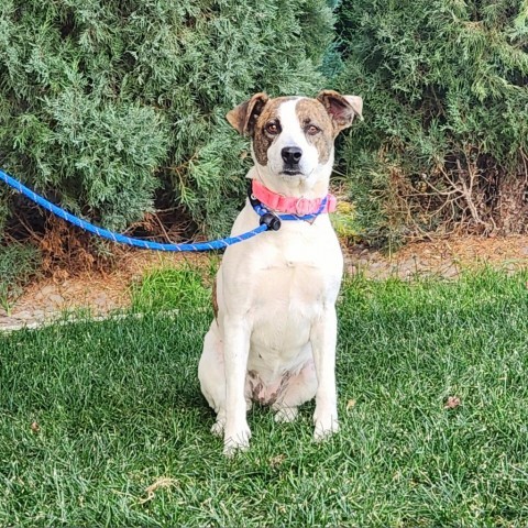 Glow Worm, an adoptable Mixed Breed in Great Falls, MT, 59404 | Photo Image 1