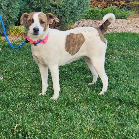 Glow Worm, an adoptable Mixed Breed in Great Falls, MT, 59404 | Photo Image 3