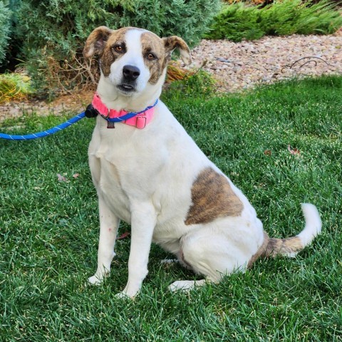 Glow Worm, an adoptable Mixed Breed in Great Falls, MT, 59404 | Photo Image 4