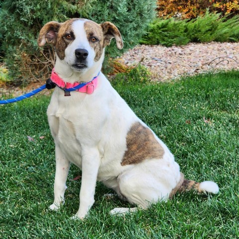 Glow Worm, an adoptable Mixed Breed in Great Falls, MT, 59404 | Photo Image 5