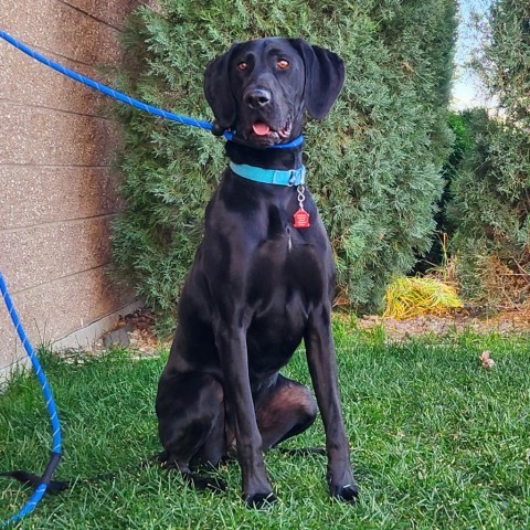 Minnie, an adoptable Mixed Breed in Great Falls, MT, 59404 | Photo Image 1