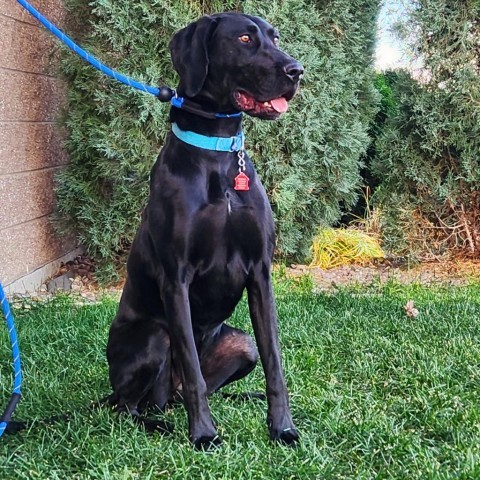 Minnie, an adoptable Mixed Breed in Great Falls, MT, 59404 | Photo Image 2