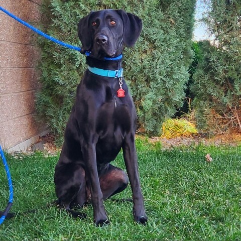 Minnie, an adoptable Mixed Breed in Great Falls, MT, 59404 | Photo Image 3