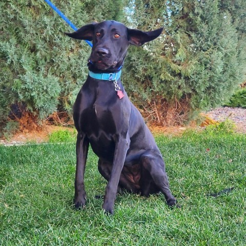 Minnie, an adoptable Mixed Breed in Great Falls, MT, 59404 | Photo Image 4