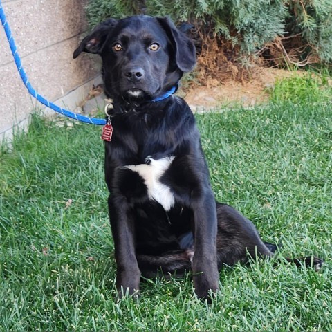 Brody, an adoptable Mixed Breed in Great Falls, MT, 59404 | Photo Image 1