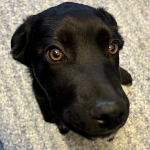 Brody, an adoptable Mixed Breed in Great Falls, MT, 59404 | Photo Image 2