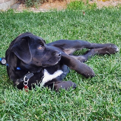 Brody, an adoptable Mixed Breed in Great Falls, MT, 59404 | Photo Image 3