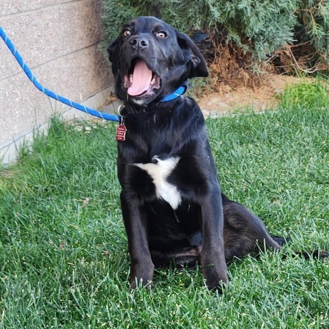 Brody, an adoptable Mixed Breed in Great Falls, MT, 59404 | Photo Image 4