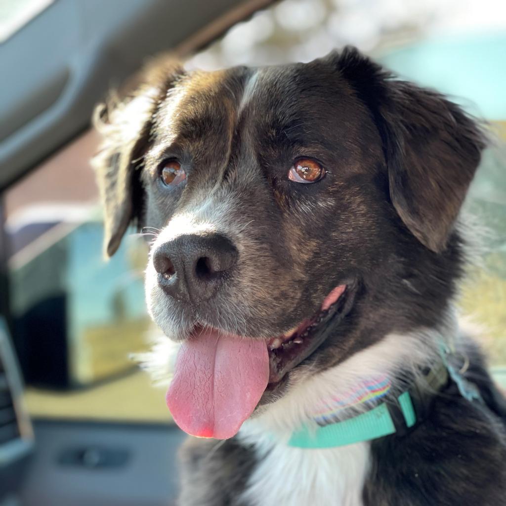 Hadleigh, an adoptable English Bulldog, Australian Cattle Dog / Blue Heeler in Rochester, MN, 55903 | Photo Image 1