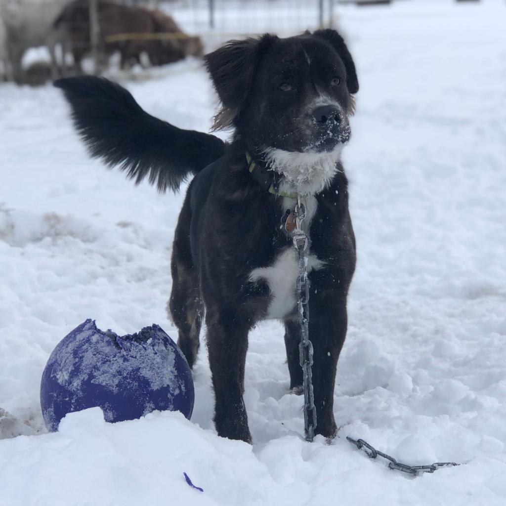 Hadleigh, an adoptable English Bulldog, Australian Cattle Dog / Blue Heeler in Rochester, MN, 55903 | Photo Image 2