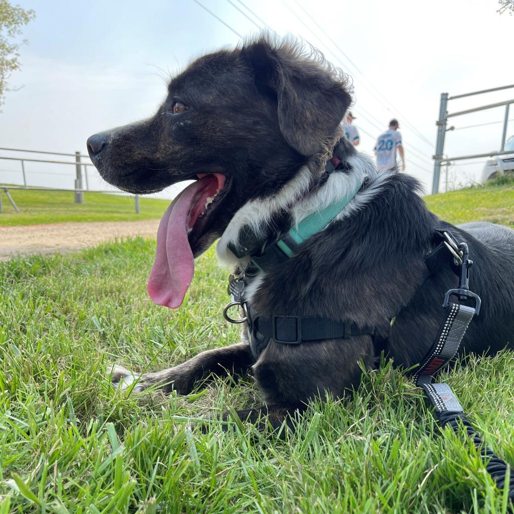 Hadleigh, an adoptable English Bulldog, Australian Cattle Dog / Blue Heeler in Rochester, MN, 55903 | Photo Image 3