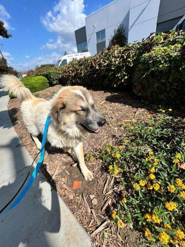 Neron, an adoptable Great Pyrenees in Hamilton, MT, 59840 | Photo Image 1