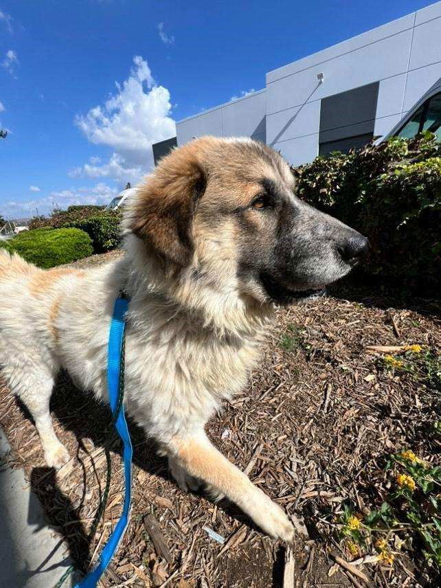 Neron, an adoptable Great Pyrenees in Hamilton, MT, 59840 | Photo Image 3