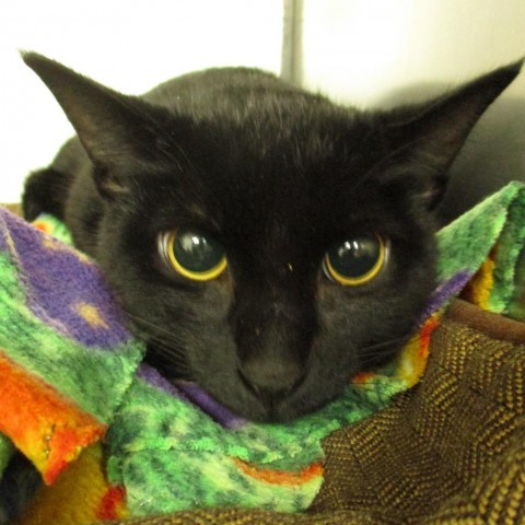 boo, an adoptable Domestic Short Hair in Coos Bay, OR, 97420 | Photo Image 1