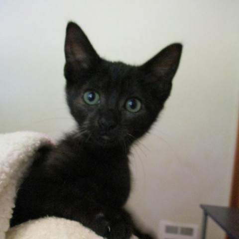 Harley, an adoptable Domestic Short Hair in Coos Bay, OR, 97420 | Photo Image 1