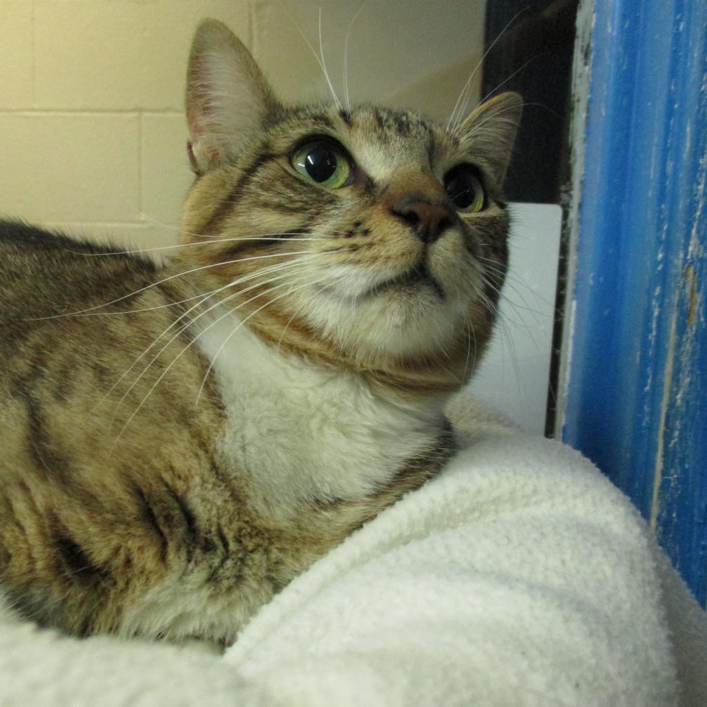 jelly, an adoptable Domestic Short Hair in Coos Bay, OR, 97420 | Photo Image 1