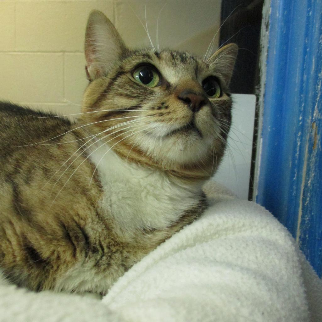 jelly, an adoptable Domestic Short Hair in Coos Bay, OR, 97420 | Photo Image 2