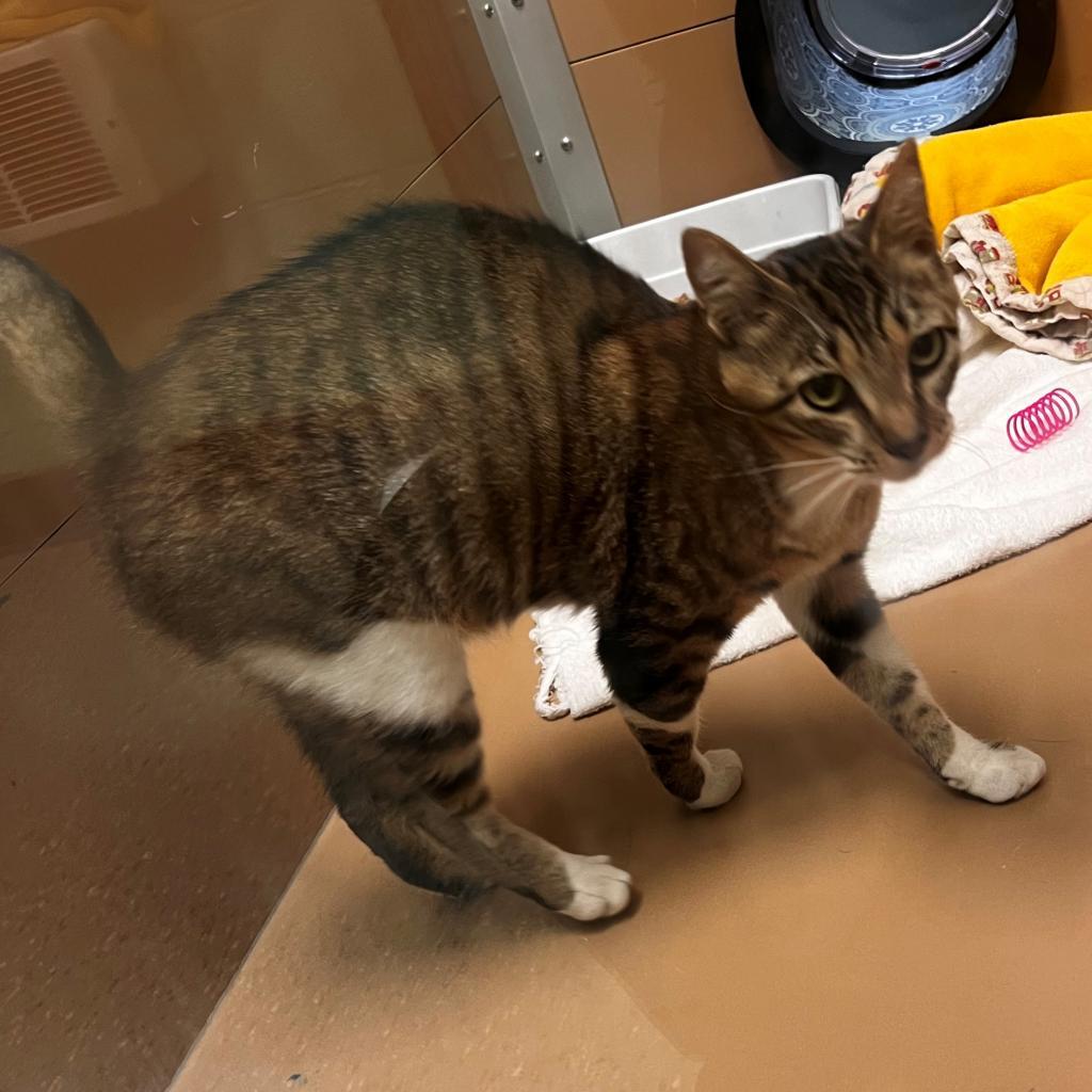 jelly, an adoptable Domestic Short Hair in Coos Bay, OR, 97420 | Photo Image 3