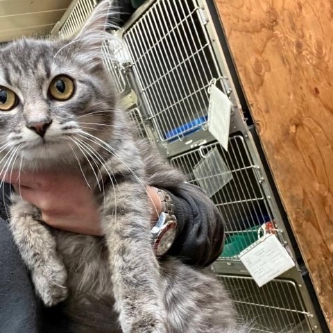 Fergie, an adoptable Domestic Short Hair in Coos Bay, OR, 97420 | Photo Image 2