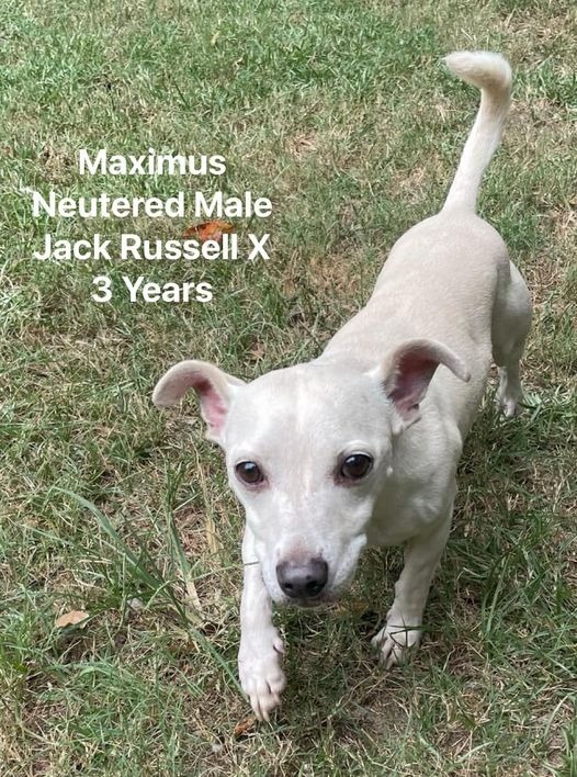 Maximus