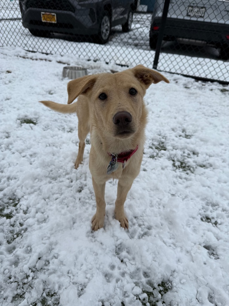Darla