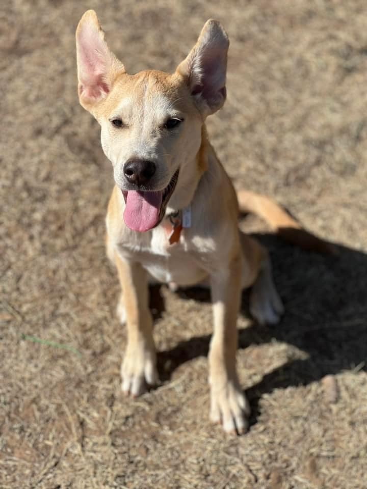 Artemis