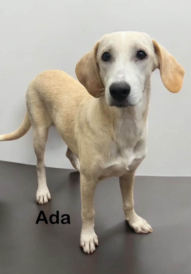 Ada