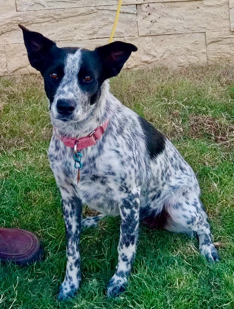 Kimba