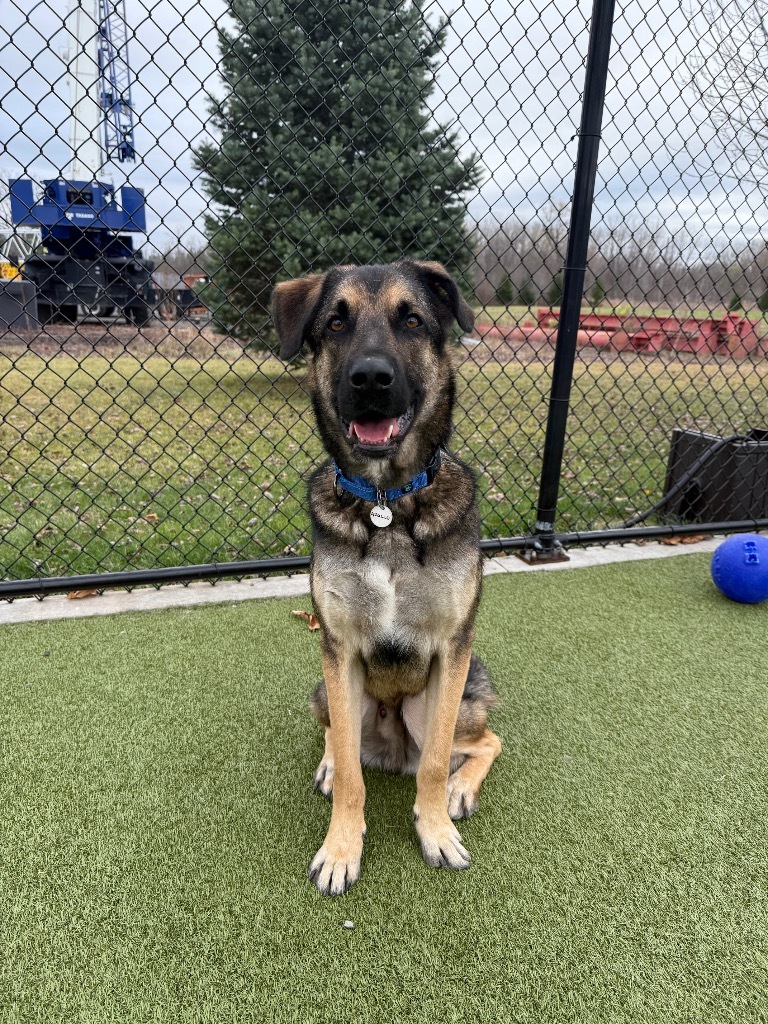 Apollo