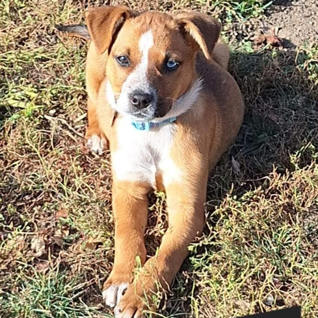 "Kat"niss, an adoptable Mixed Breed in Bismarck, ND, 58507 | Photo Image 1