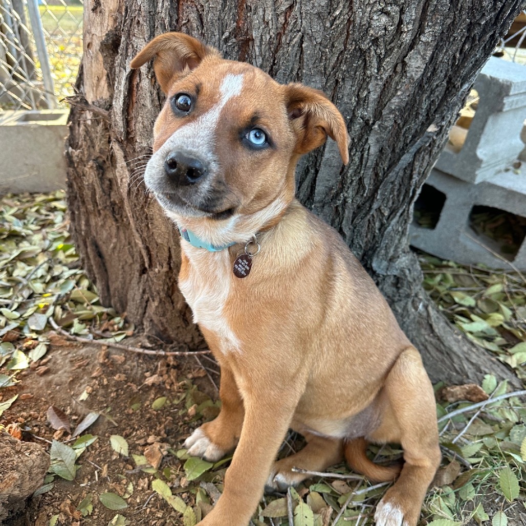 "Kat"niss, an adoptable Mixed Breed in Bismarck, ND, 58507 | Photo Image 1