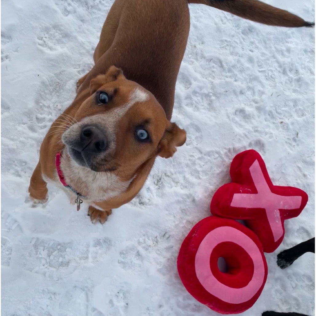 "Kat"niss, an adoptable Mixed Breed in Bismarck, ND, 58507 | Photo Image 1