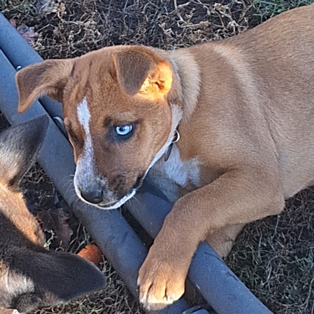 "Kat"niss, an adoptable Mixed Breed in Bismarck, ND, 58507 | Photo Image 4