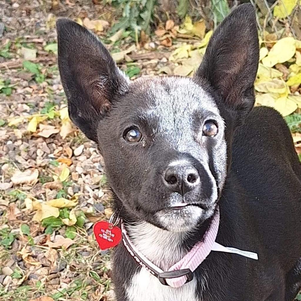 Rue, an adoptable Mixed Breed in Bismarck, ND, 58507 | Photo Image 1