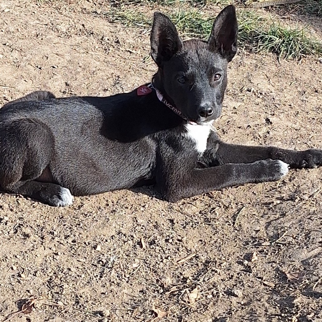 Rue, an adoptable Mixed Breed in Bismarck, ND, 58507 | Photo Image 3