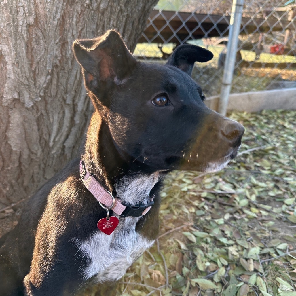 Rue, an adoptable Mixed Breed in Bismarck, ND, 58507 | Photo Image 4