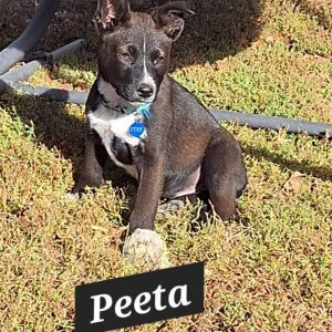 Peeta