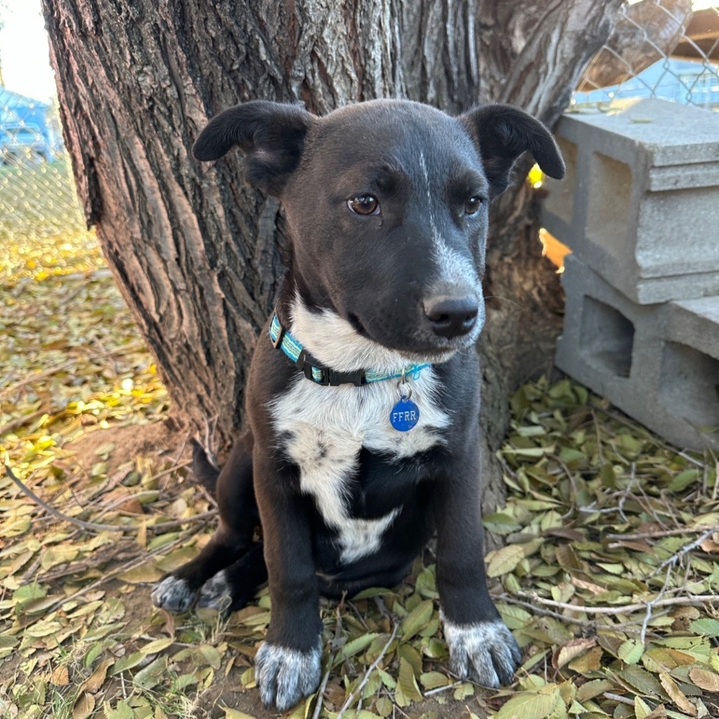 Peeta, an adoptable Mixed Breed in Bismarck, ND, 58507 | Photo Image 1