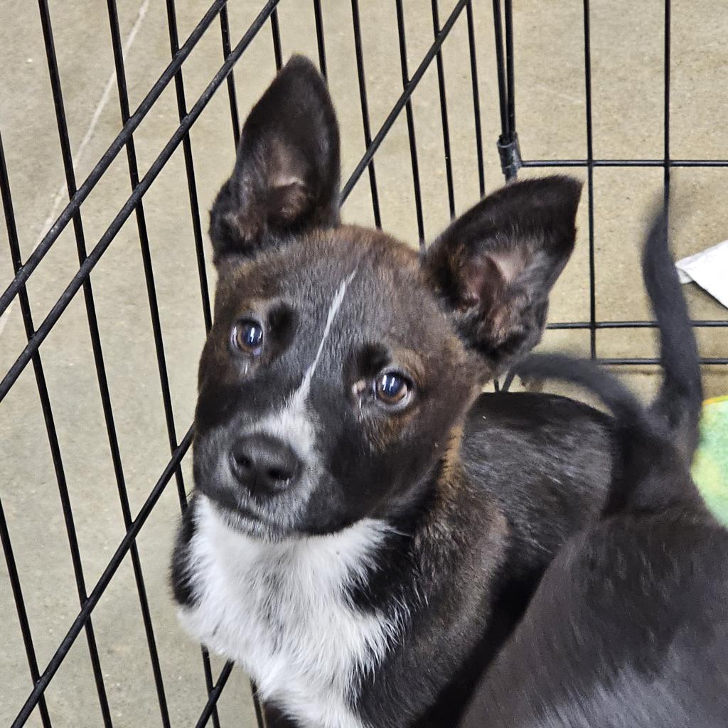 Peeta, an adoptable Mixed Breed in Bismarck, ND, 58507 | Photo Image 2