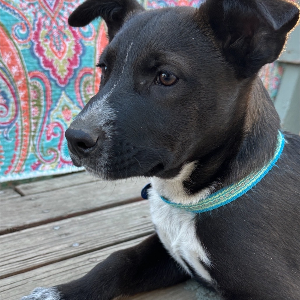 Peeta, an adoptable Mixed Breed in Bismarck, ND, 58507 | Photo Image 4