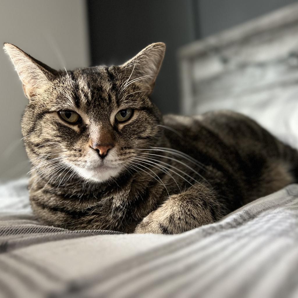 Scotch--In Foster, an adoptable Domestic Short Hair in Fargo, ND, 58102 | Photo Image 1