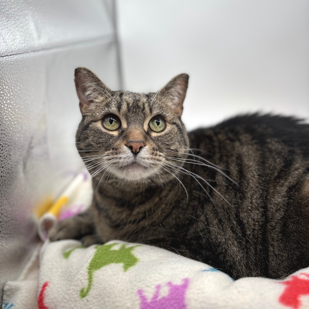Scotch--In Foster, an adoptable Domestic Short Hair in Fargo, ND, 58102 | Photo Image 1