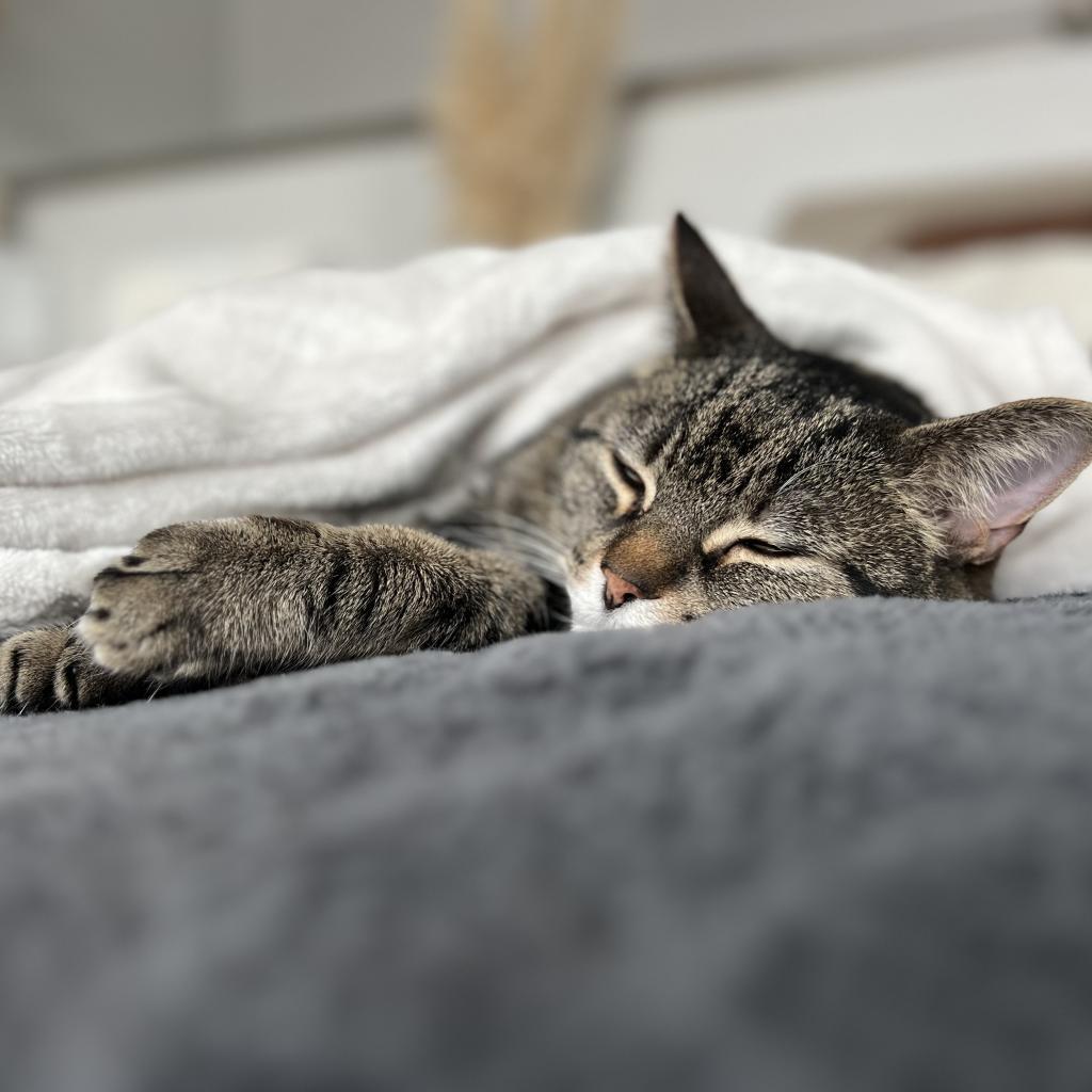 Scotch--In Foster, an adoptable Domestic Short Hair in Fargo, ND, 58102 | Photo Image 4