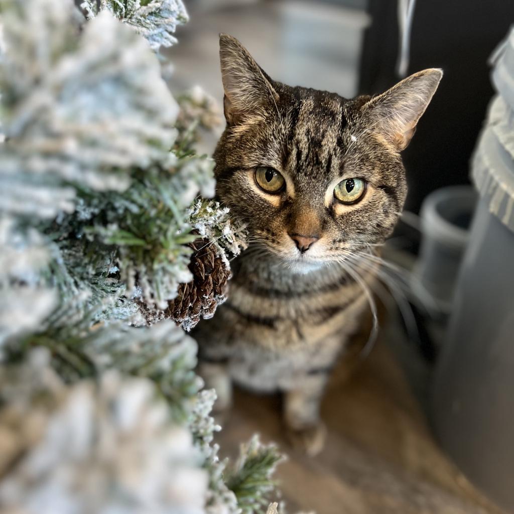 Scotch--In Foster, an adoptable Domestic Short Hair in Fargo, ND, 58102 | Photo Image 6